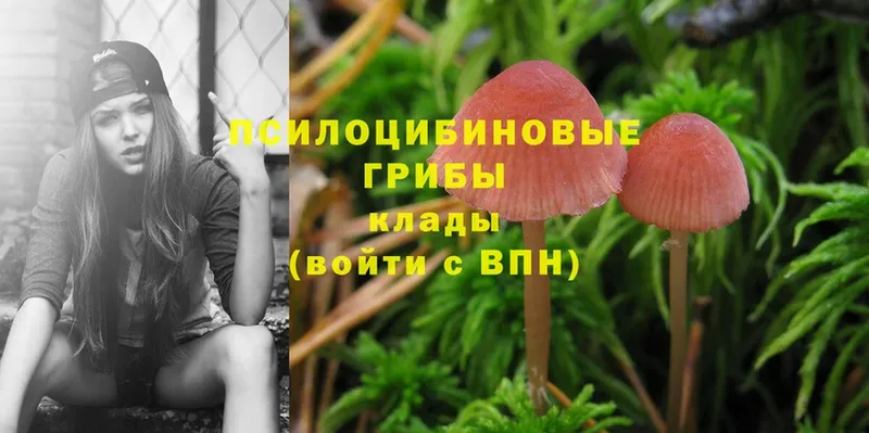 ОМГ ОМГ   Северская  Галлюциногенные грибы Cubensis 